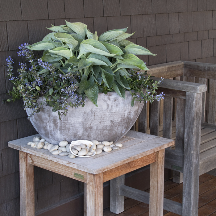 'Abiqua Drinking Gourd' Hosta