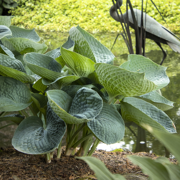 'Abiqua Drinking Gourd' Hosta