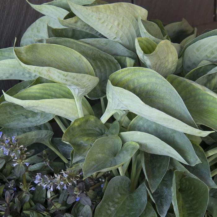 'Abiqua Drinking Gourd' Hosta