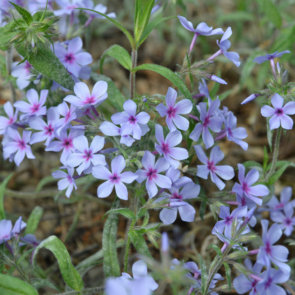 Chattahoochee Woodland Phlox | Phlox divaricata
