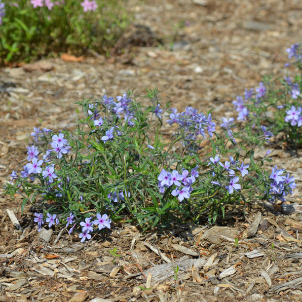 Chattahoochee Woodland Phlox | Phlox divaricata