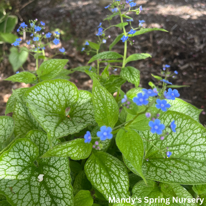 Jack Frost Brunnera | Brunnera macrophylla 'Jack Frost'