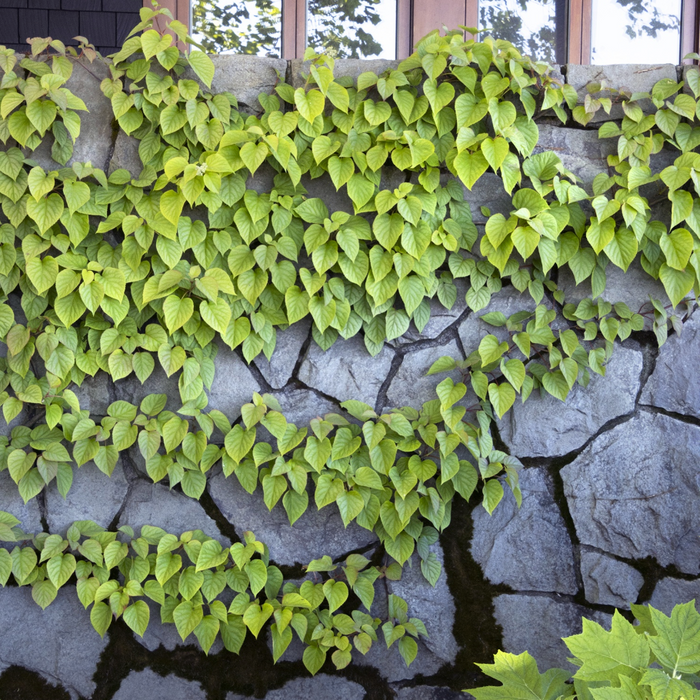 Moonlight Hydrangea Vine | Schizophragma hydrangeoides 'Moonlight'