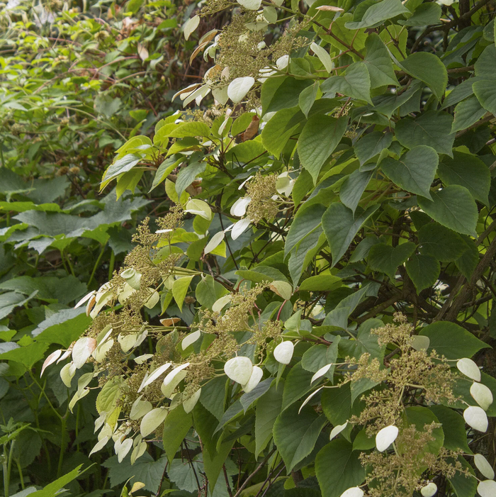 Moonlight Hydrangea Vine | Schizophragma hydrangeoides 'Moonlight'