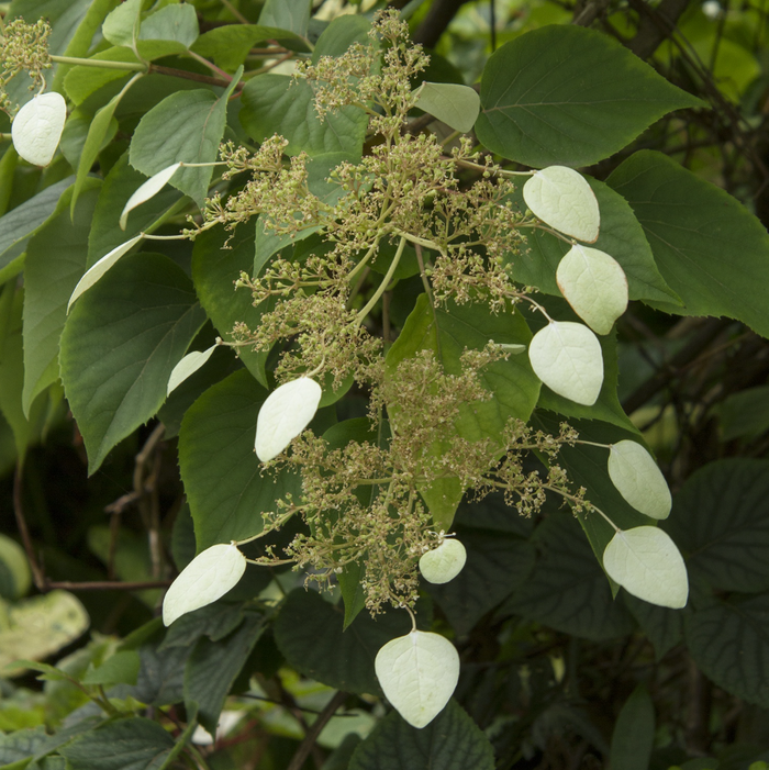 Moonlight Hydrangea Vine | Schizophragma hydrangeoides 'Moonlight'