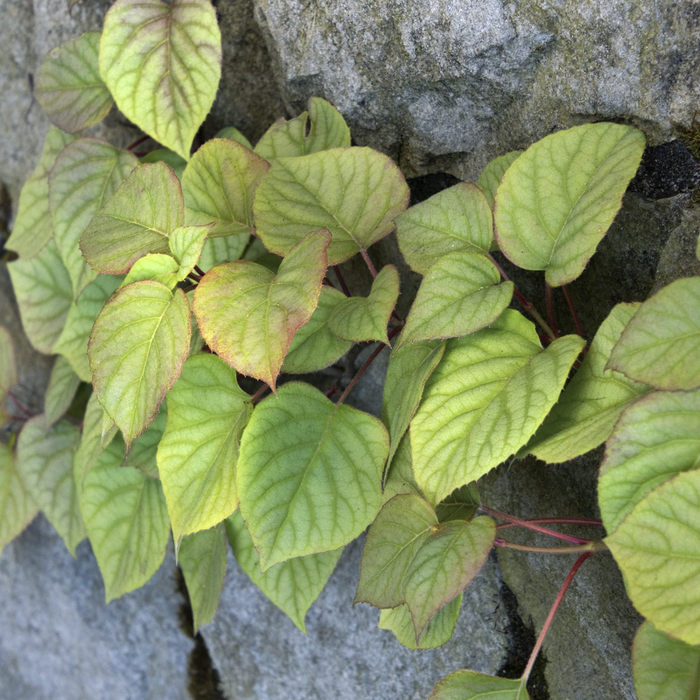Moonlight Hydrangea Vine | Schizophragma hydrangeoides 'Moonlight'