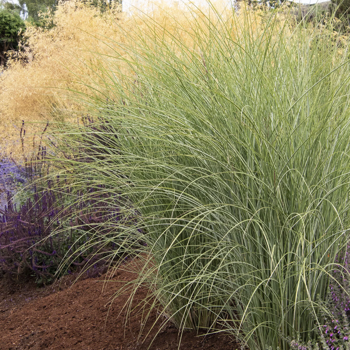 'Morning Light' Maiden Grass | Miscanthus sinensis