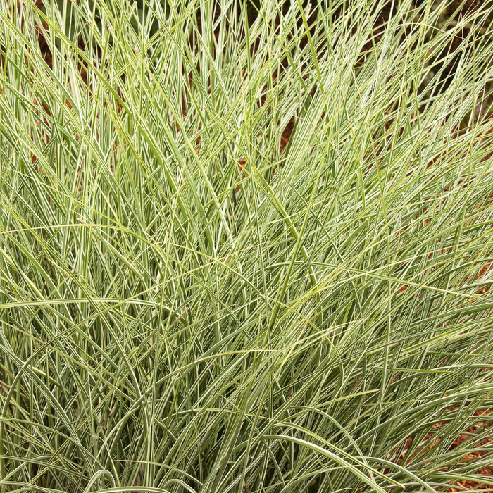 'Morning Light' Maiden Grass | Miscanthus sinensis