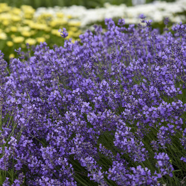 Munstead English Lavender | Lavandula angustifolia