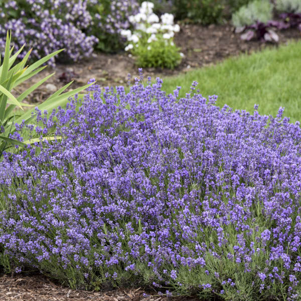 Munstead English Lavender | Lavandula angustifolia