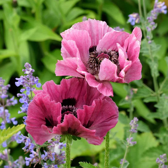 Patty's Plum Oriental Poppy | Papaver orientale