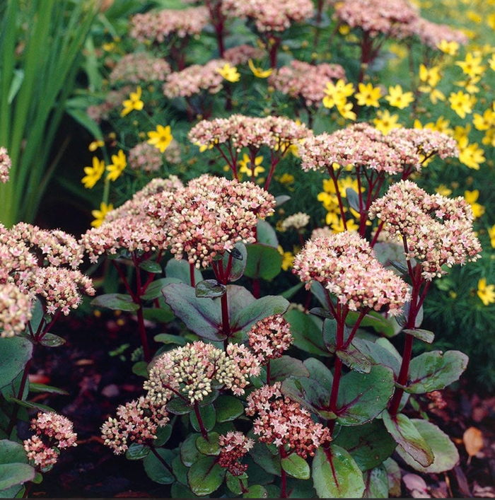 Sedum 'Matrona'