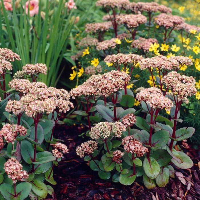 Sedum 'Matrona'