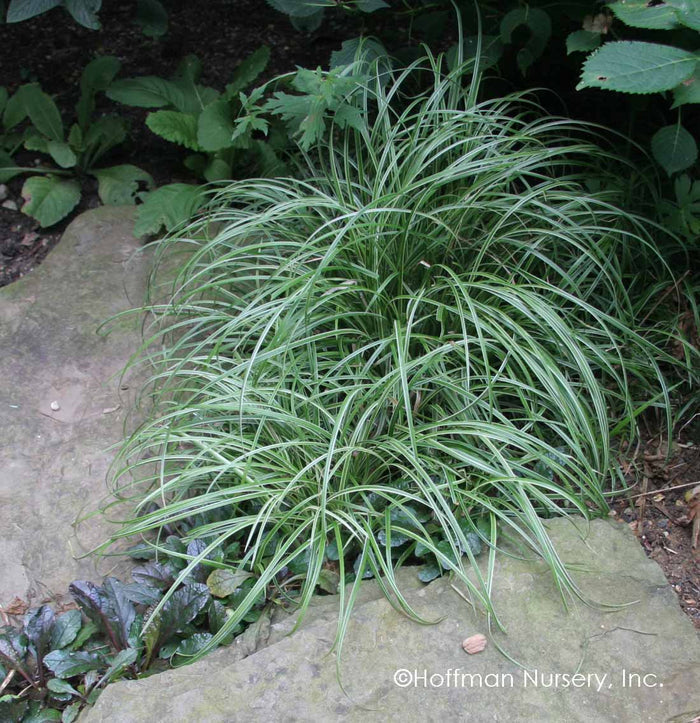 Silver Sceptre Sedge | Carex morrowii 'Silver Sceptre'