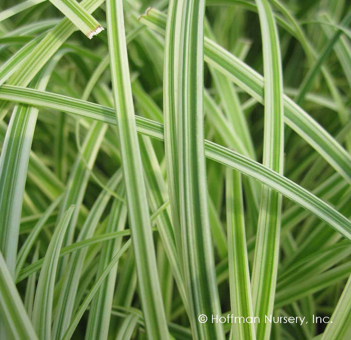Silver Sceptre Sedge | Carex morrowii 'Silver Sceptre'