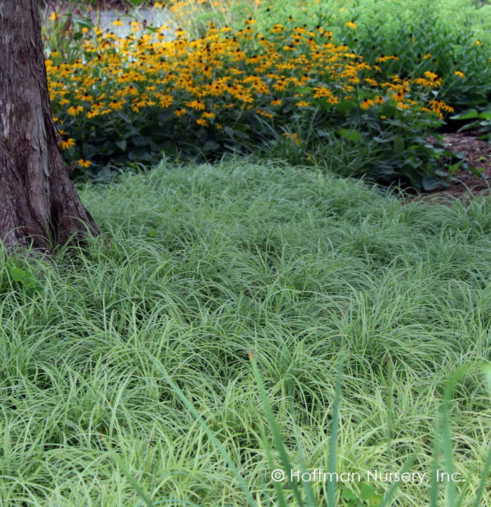 Silver Sceptre Sedge | Carex morrowii 'Silver Sceptre'