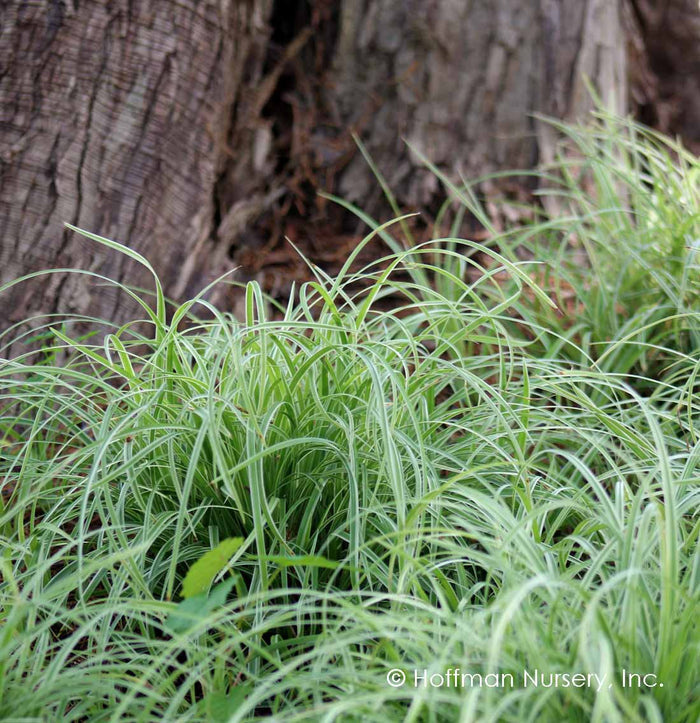 Silver Sceptre Sedge | Carex morrowii 'Silver Sceptre'