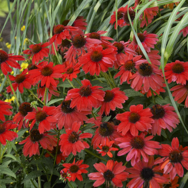 SOMBRERO® Salsa Red Coneflower | Echinacea hybrid