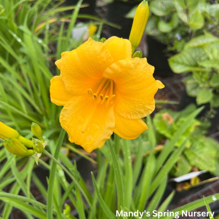 Stella de Oro Daylily | Hemerocallis
