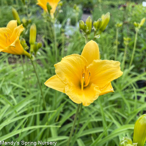 Stella de Oro Daylily | Hemerocallis