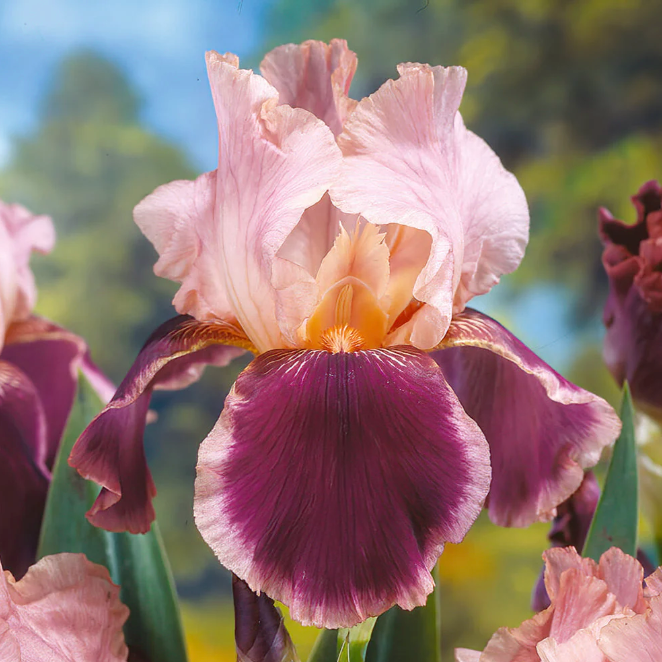 Wine & Roses Bearded Iris | Iris Germanica