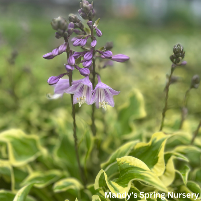 Wrinkle in Time Hosta
